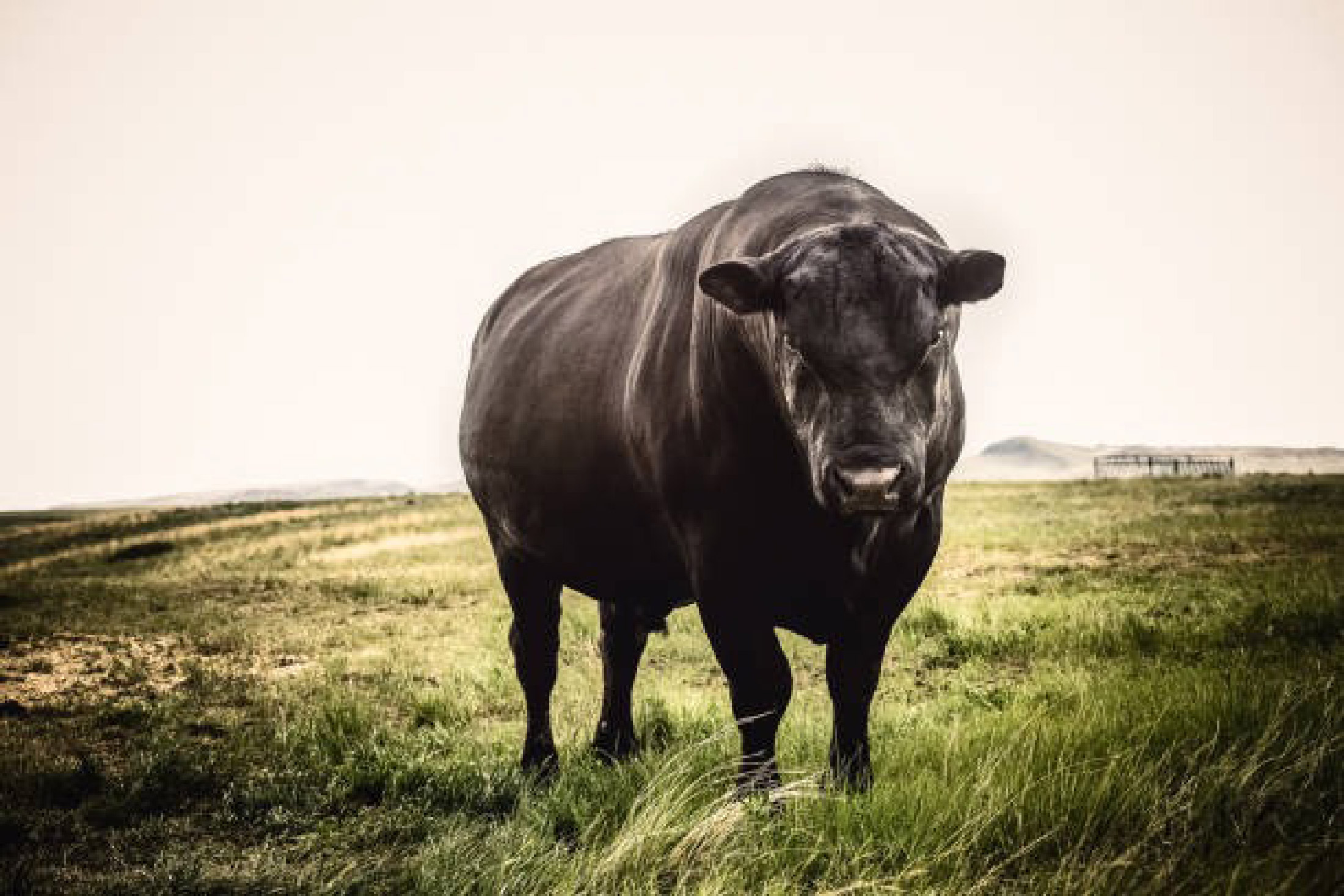 bull-to-get2F